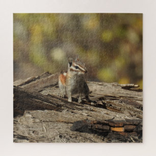 Chipmunk, wildlife, puzzle