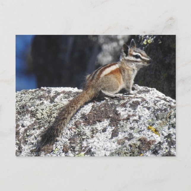 Chipmunk, wildlife, wild animals, postcard (Front)