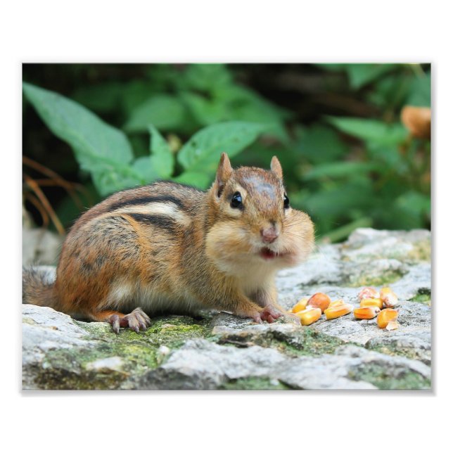 Chipmunk with Stuffed Cheeks Photo Print (Front)