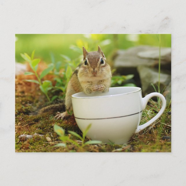 Chipmunk with Teacup Postcard (Front)