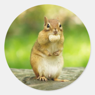 Chipmunk with treat classic round sticker