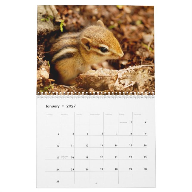 Chipmunks! A Super Cute 2013 Wall Calendar (Jan 2027)