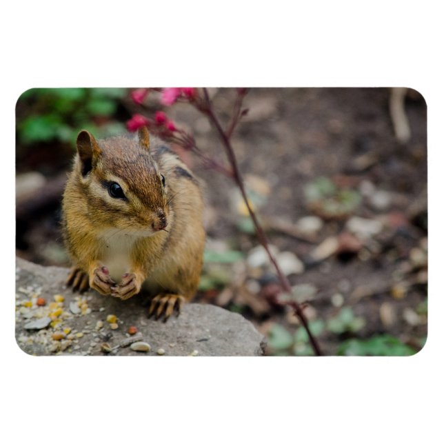 Chipmunk's Meal Magnet (Horizontal)