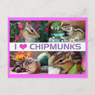 Chipmunks pohto postcard