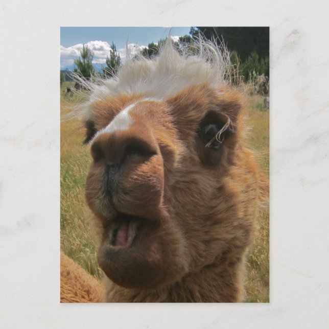 Chipper Alpaca Postcard (Front)