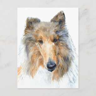 Chipper the Collie Postcard