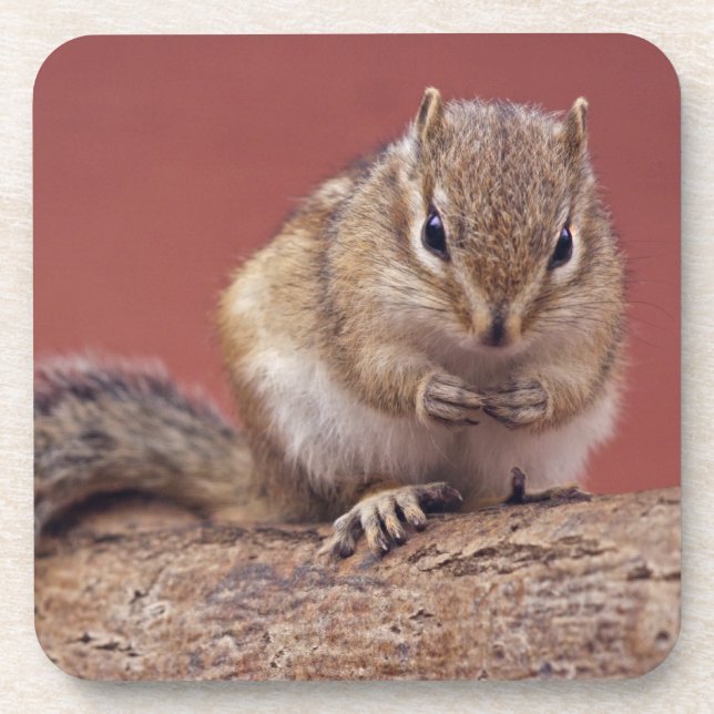 Chippie Set of 6 Coasters (Front)