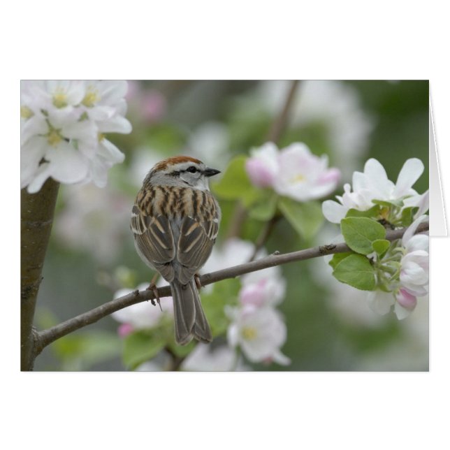 Chipping Sparrow (Front Horizontal)