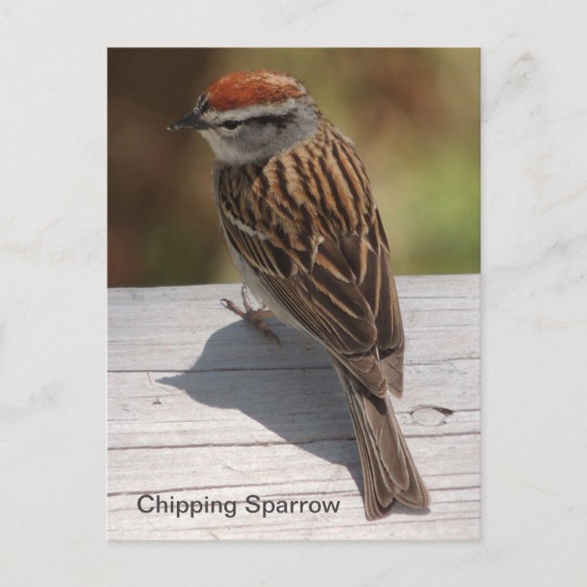 Chipping Sparrow (A) Postcard (Front)