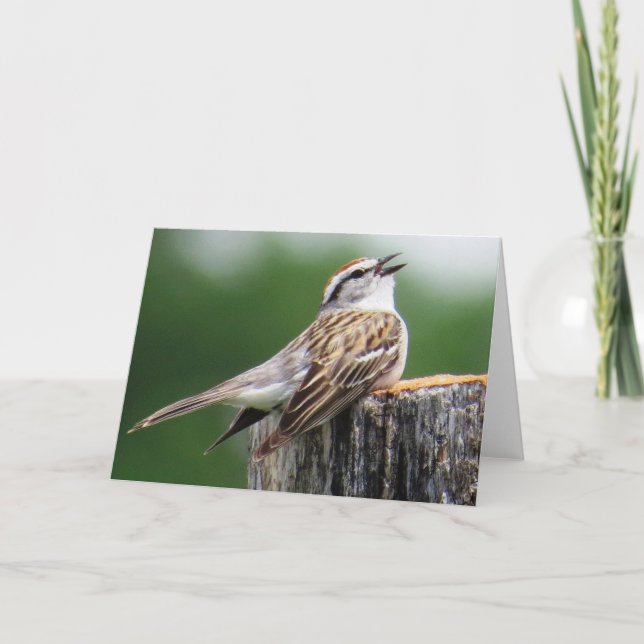 Chipping Sparrow Card (Front)