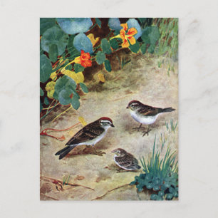 Chipping Sparrow Family and Nasturtiums Postcard