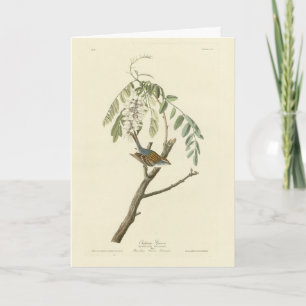 Chipping Sparrow from Audubon's Birds of America Card