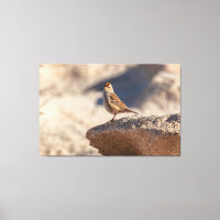 Chipping Sparrow on the Rock