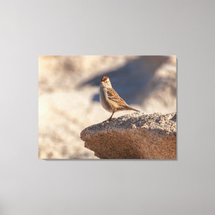 Chipping Sparrow on the Rock Canvas Print