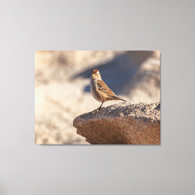 Chipping Sparrow on the Rock Canvas Print (Front)
