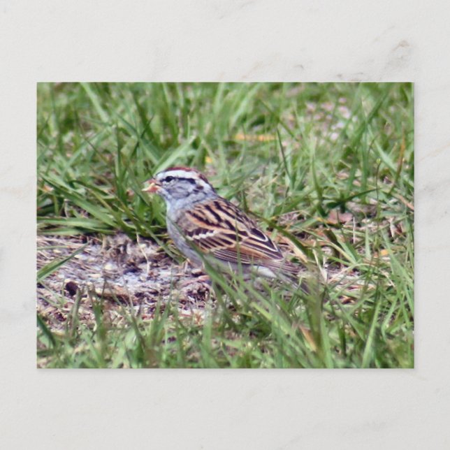 Chipping Sparrow Photo Postcard (Front)