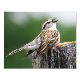 Chipping Sparrow Photo Print