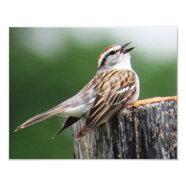 Chipping Sparrow Photo Print (Front)