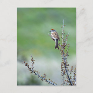 Chipping Sparrow Postcard