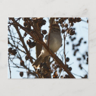 Chipping Sparrow Postcard