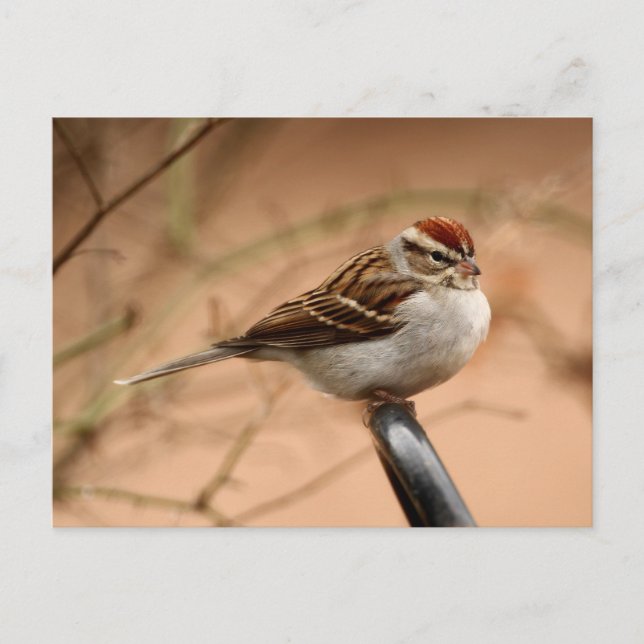Chipping Sparrow Postcard (Front)