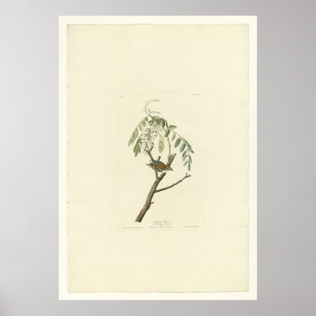 Chipping Sparrow Poster (Front)