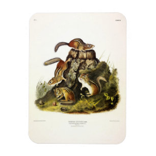 Chipping Squirrel ( Eastern Chipmunk ) by Audubon Magnet