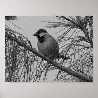 Chippling Sparrow Poster