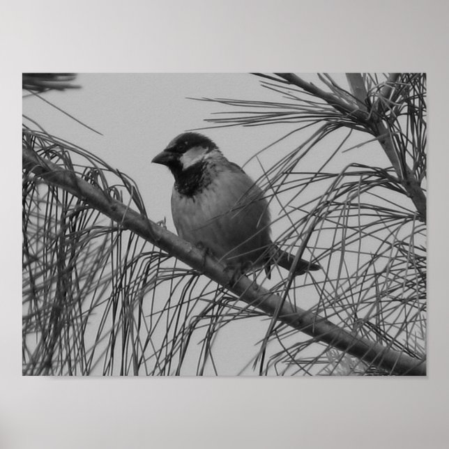 Chippling Sparrow Poster (Front)