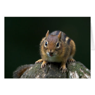 Chippy The Chipmunk