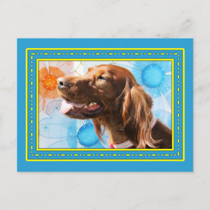 Chiquilla - Irish Setter -3 Postcard