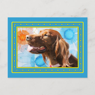 Chiquilla - Irish Setter -3 Postcard