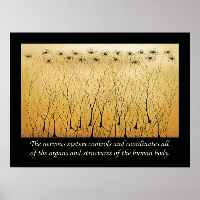 Chiropractic Quotes Nervous System Poster (Front)