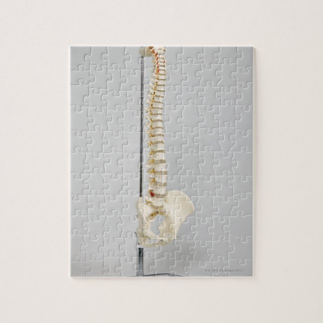 Chiropractic skeleton jigsaw puzzle (Vertical)