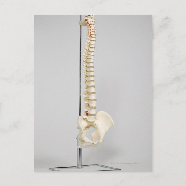 Chiropractic skeleton postcard (Front)