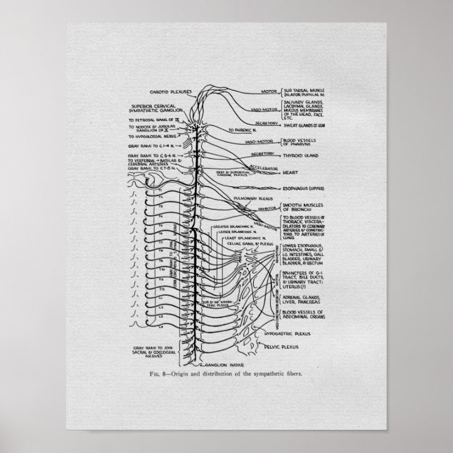 Chiropractic Spinal Nerves Vintage Print (Front)
