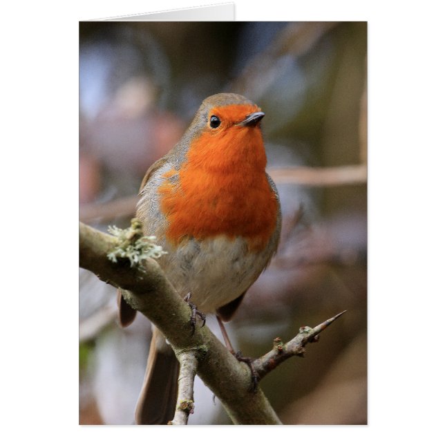 Chirpy Robin (Front)