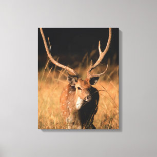 Chital Natural Habitat   Bandhavgar National Park Canvas Print