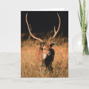 Chital Natural Habitat   Bandhavgar National Park Card