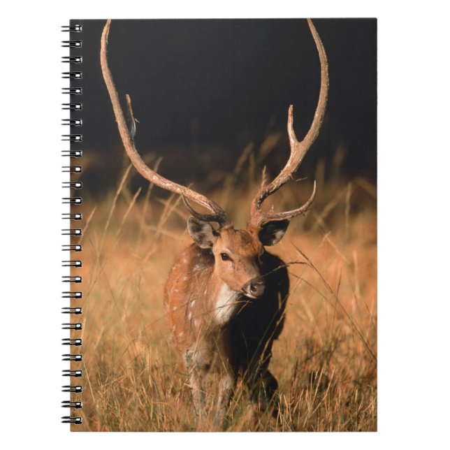 Chital Natural Habitat | Bandhavgar National Park Notebook (Front)