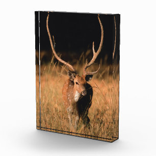 Chital Natural Habitat Bandhavgar National Park Photo Block