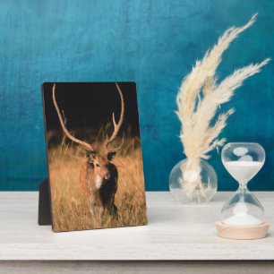 Chital Natural Habitat Bandhavgar National Park Plaque