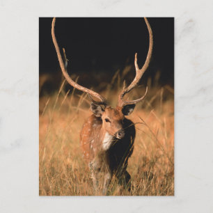Chital Natural Habitat   Bandhavgar National Park Postcard