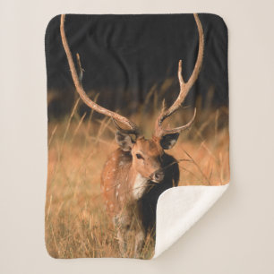 Chital Natural Habitat   Bandhavgar National Park Sherpa Blanket