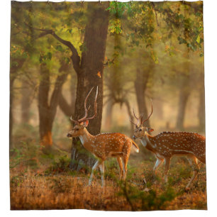 Chital or cheetal, Axis axis, spotted deers or axi Shower Curtain