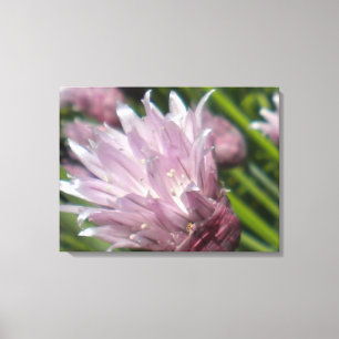 Chive Blossom Canvas Print