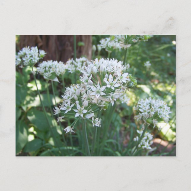 Chive Blossoms Postcard (Front)
