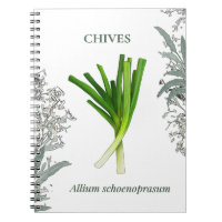 Chives — Allium schoenoprasum