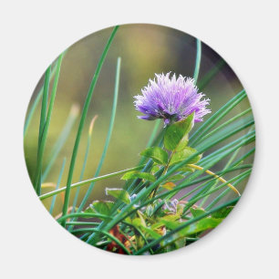 Chives Blue On Grass Magnet