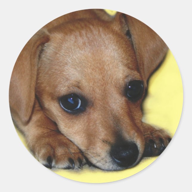 Chiweenie Sticker (Front)